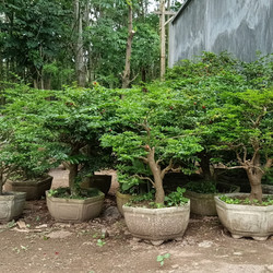 Detail Bonsai Jeruk Kingkit Juara Nomer 34