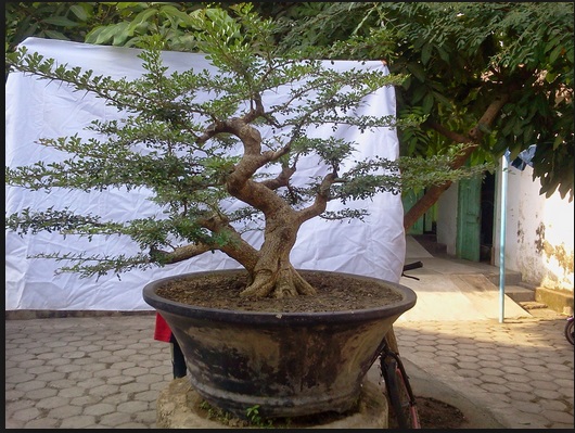 Detail Bonsai Jeruk Kingkit Juara Nomer 40