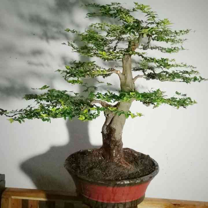 Detail Bonsai Jeruk Kingkit Juara Nomer 43