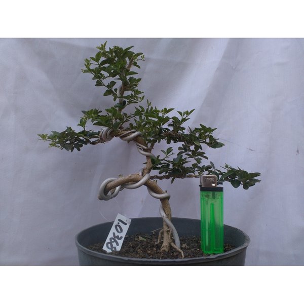 Detail Bonsai Jeruk Kingkit Juara Nomer 46