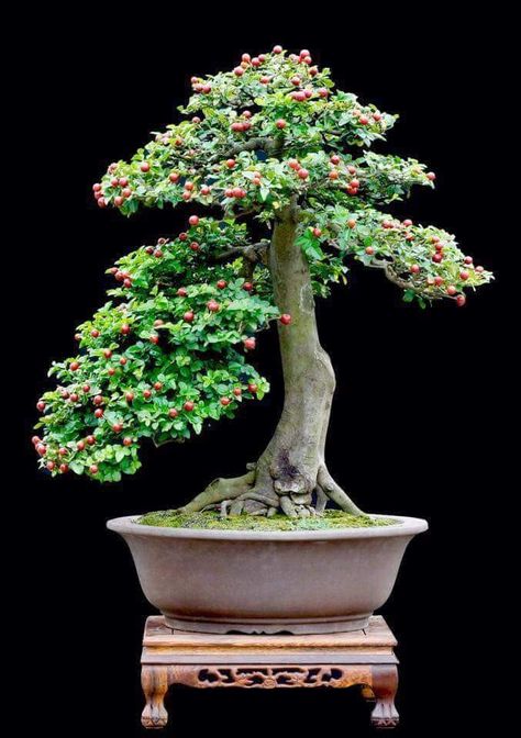 Detail Bonsai Jeruk Kingkit Juara Nomer 7