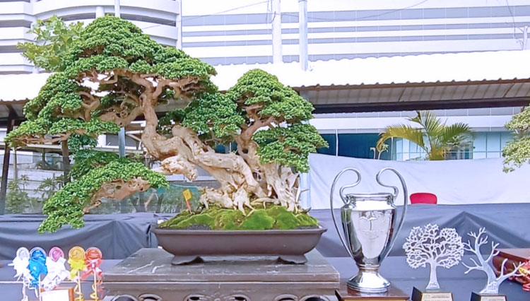 Bonsai Juara Kontes Dunia - KibrisPDR