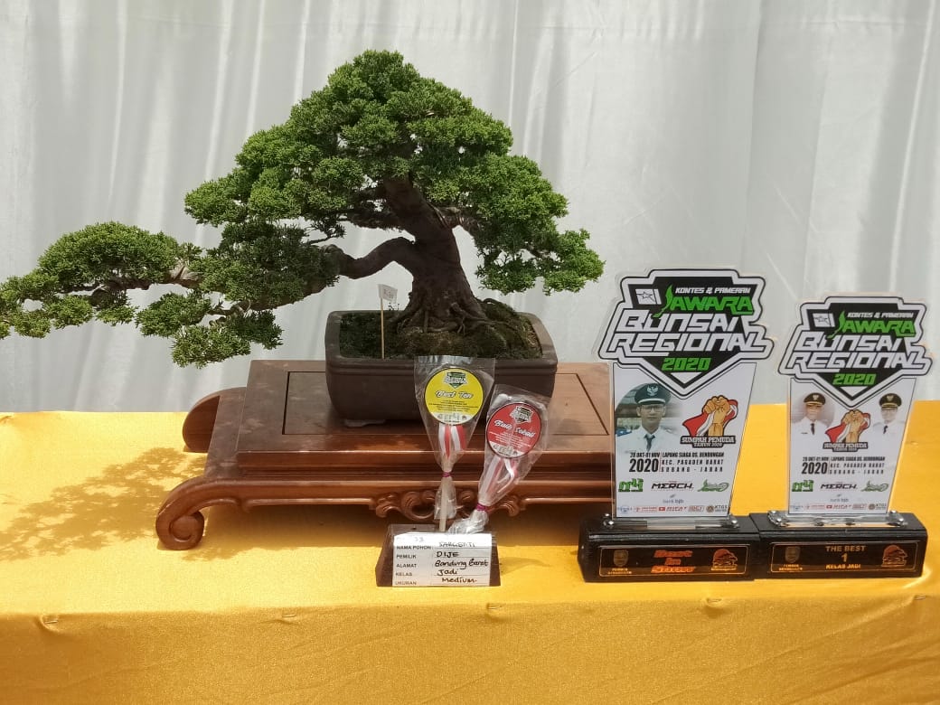 Detail Bonsai Juara Kontes Dunia Nomer 18