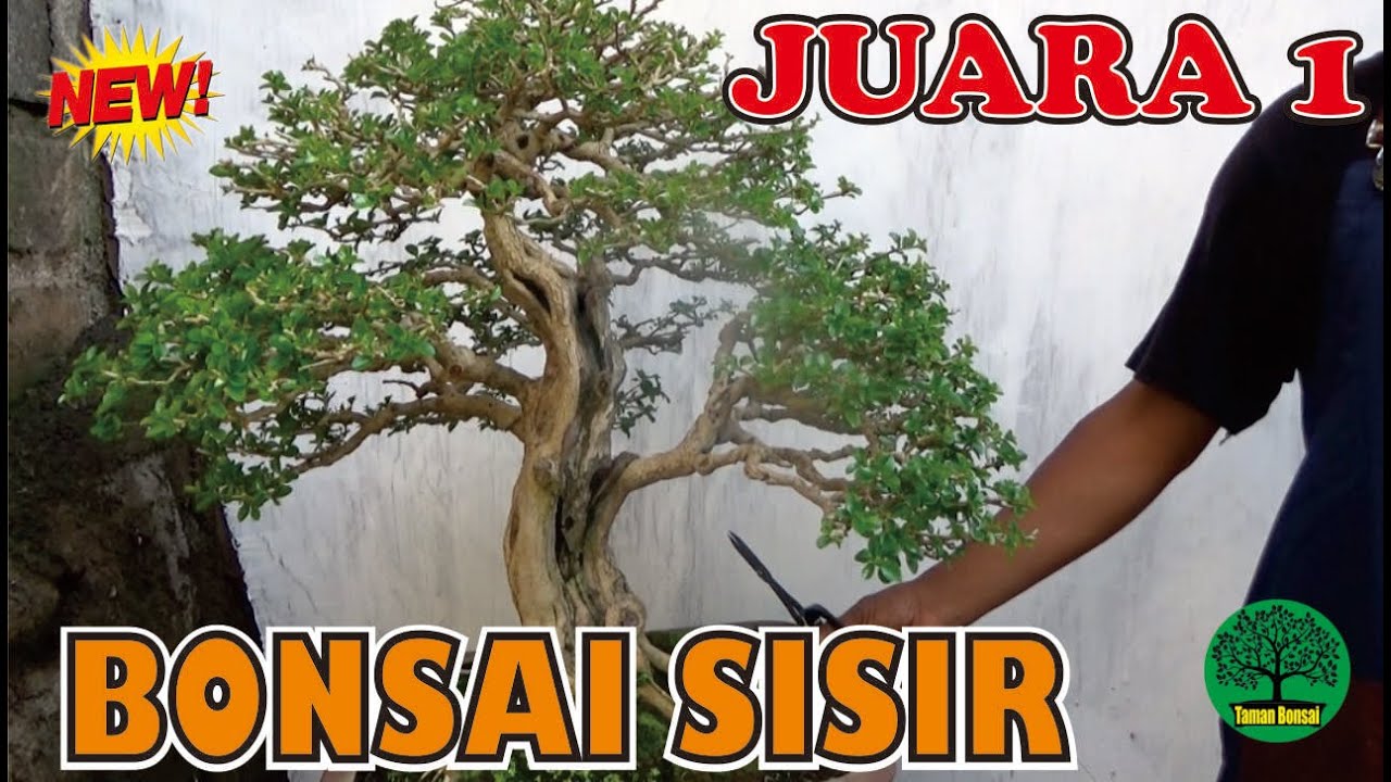 Detail Bonsai Juara Kontes Dunia Nomer 21