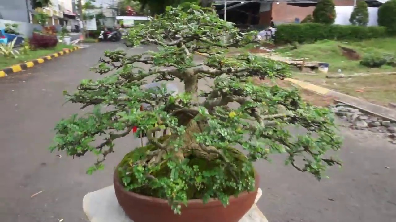 Detail Bonsai Juara Kontes Dunia Nomer 23