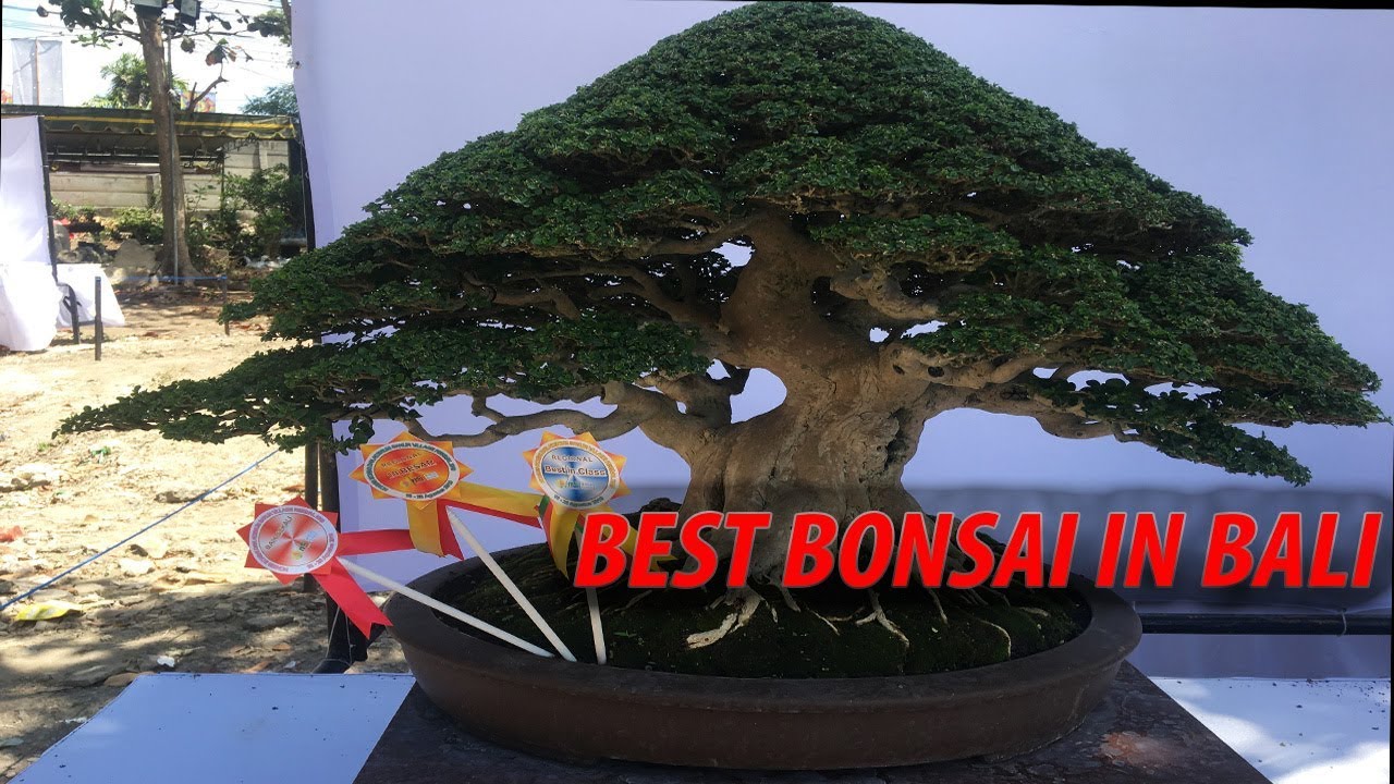 Detail Bonsai Juara Kontes Dunia Nomer 24