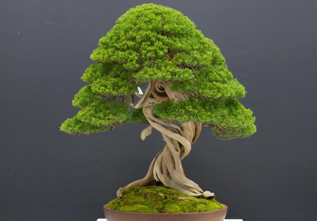 Detail Bonsai Juara Kontes Dunia Nomer 27