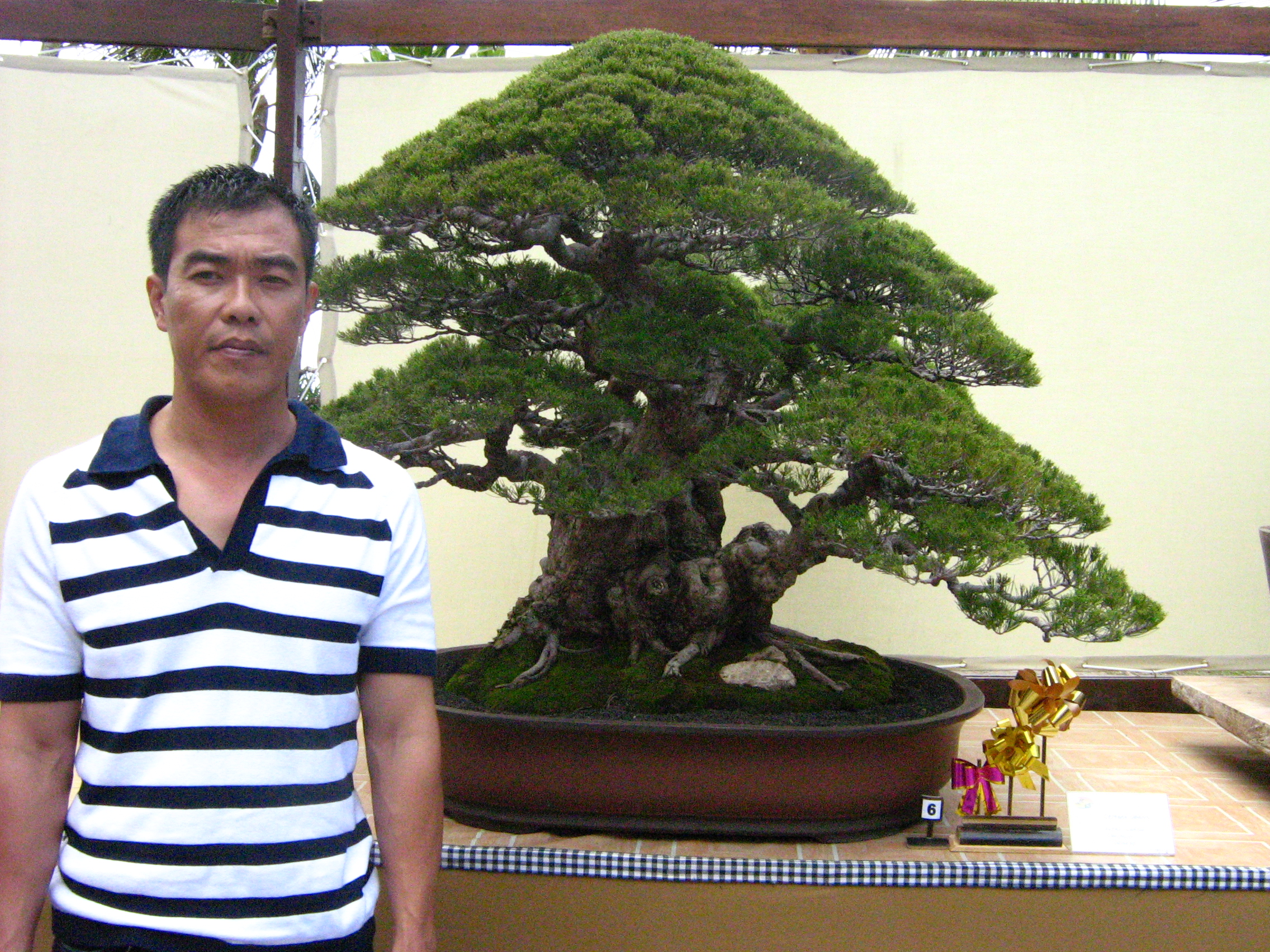 Detail Bonsai Juara Kontes Dunia Nomer 30