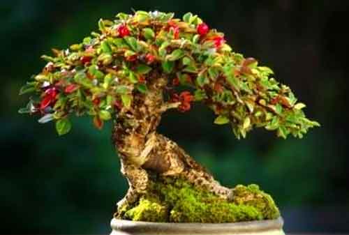 Detail Bonsai Juara Kontes Dunia Nomer 32