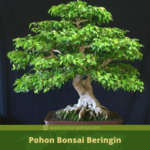 Detail Bonsai Juara Kontes Dunia Nomer 44