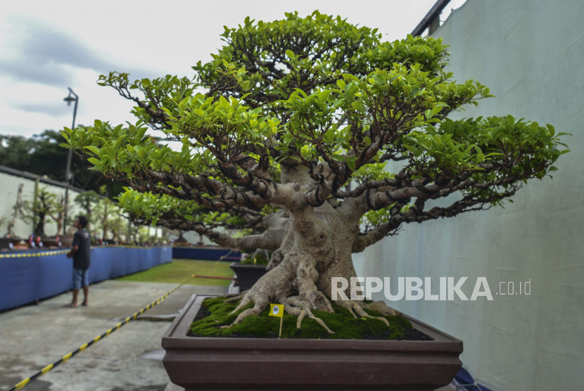 Detail Bonsai Juara Kontes Dunia Nomer 49