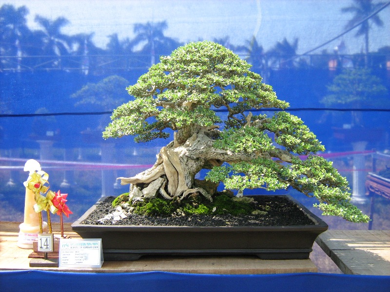 Detail Bonsai Juara Kontes Dunia Nomer 51