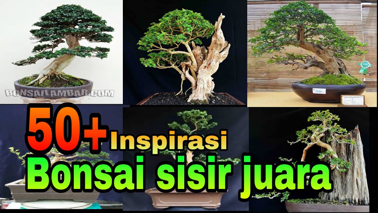 Bonsai Kaliage Juara - KibrisPDR