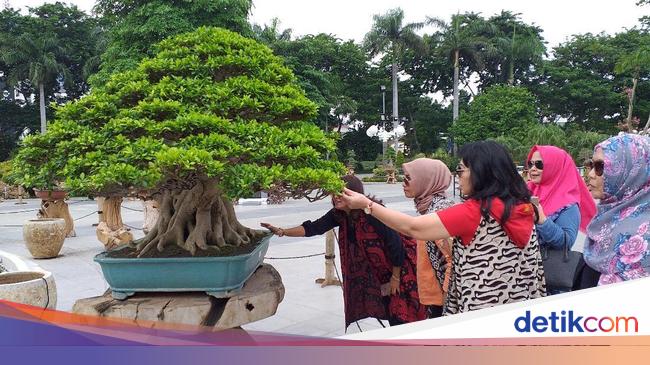 Detail Bonsai Kaliage Juara Nomer 15