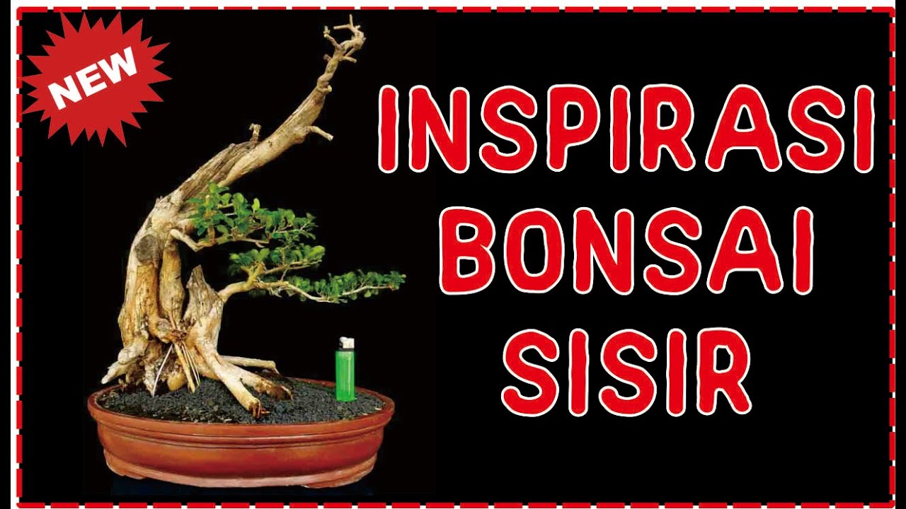 Detail Bonsai Kaliage Juara Nomer 20