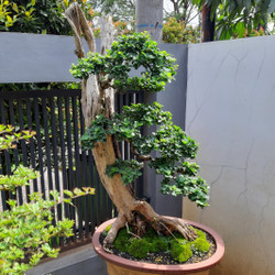 Detail Bonsai Kaliage Juara Nomer 22