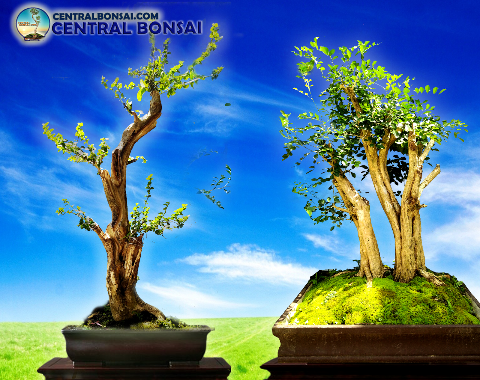 Detail Bonsai Kaliage Juara Nomer 33