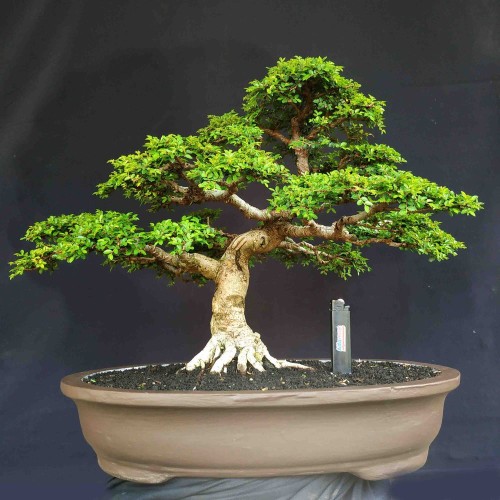 Detail Bonsai Kaliage Juara Nomer 37