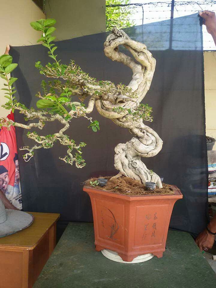 Detail Bonsai Kaliage Juara Nomer 43