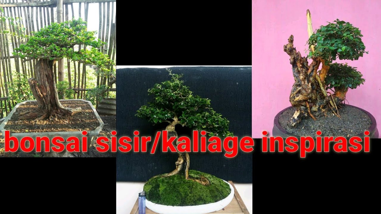 Detail Bonsai Kaliage Juara Nomer 50