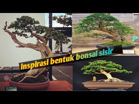 Detail Bonsai Kaliage Juara Nomer 53