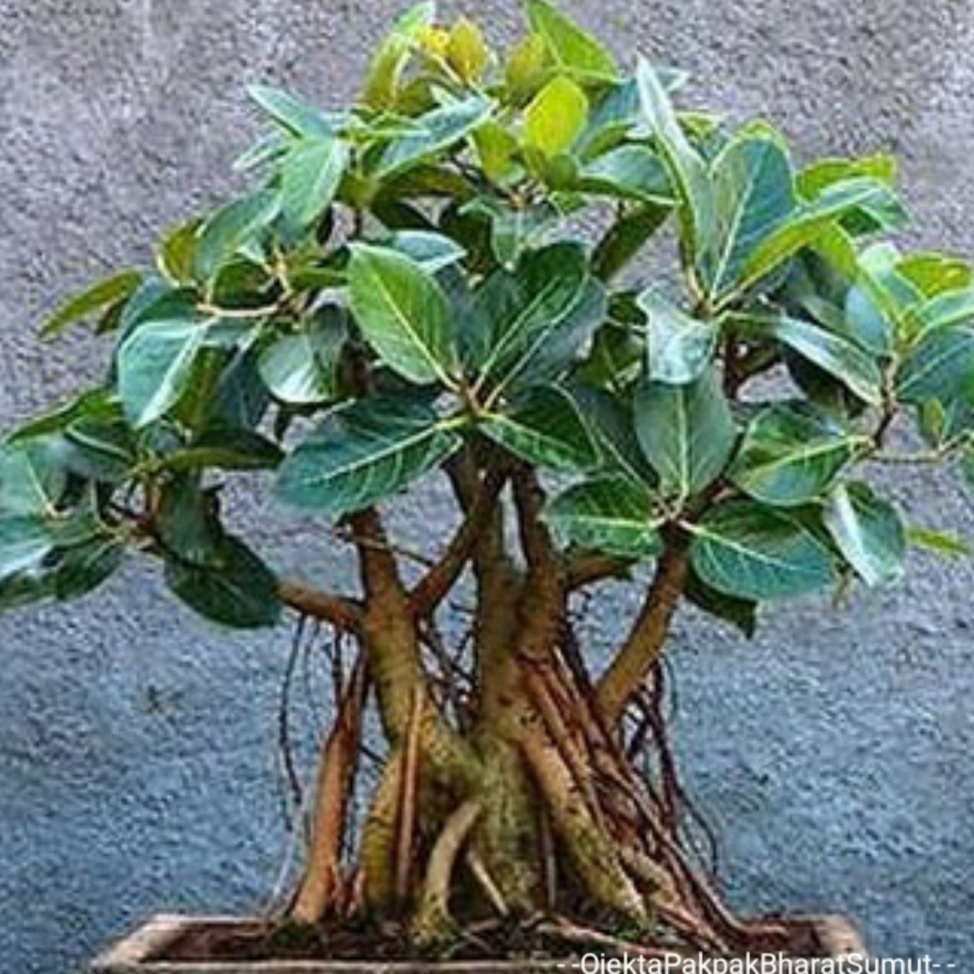 Bonsai Kayu Ara - KibrisPDR