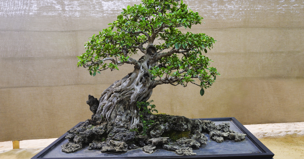 Detail Bonsai Kayu Ara Nomer 37