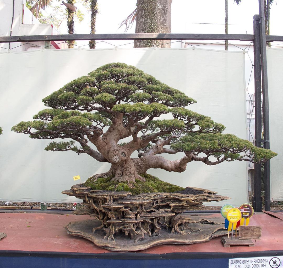 Detail Bonsai Kayu Ara Nomer 43