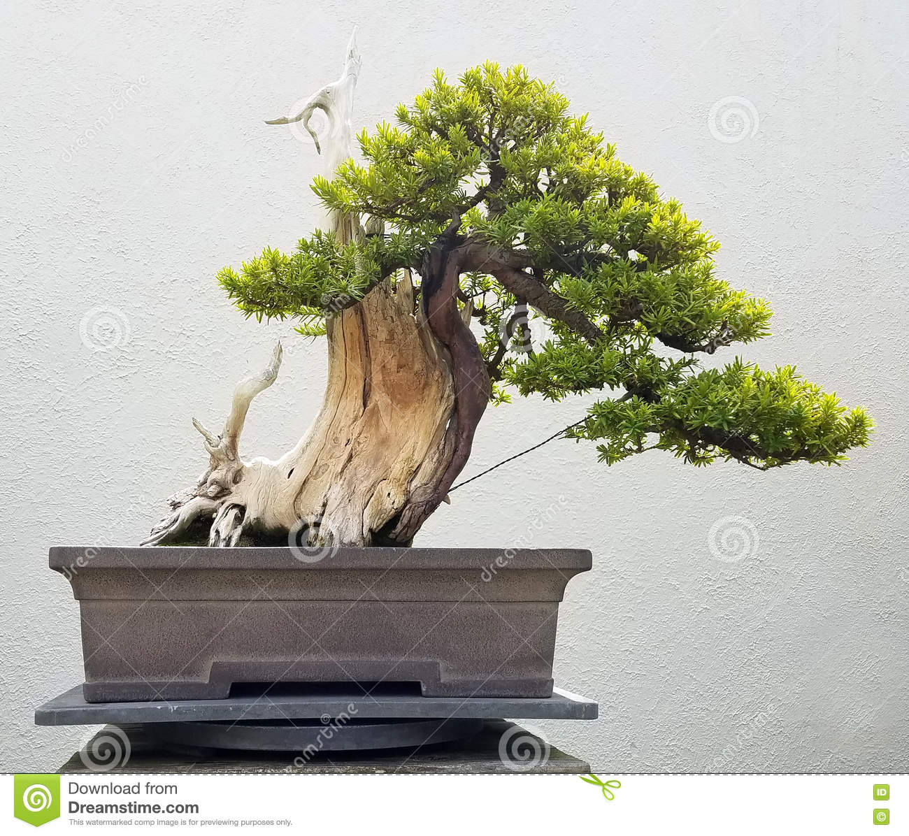 Detail Bonsai Kayu Ara Nomer 49