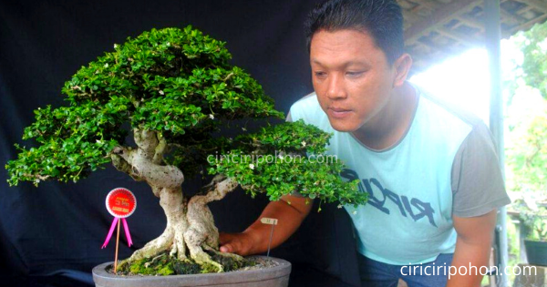 Detail Bonsai Kayu Ara Nomer 56