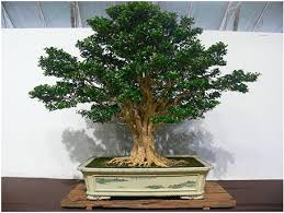 Detail Bonsai Kemuning Juara Nomer 10