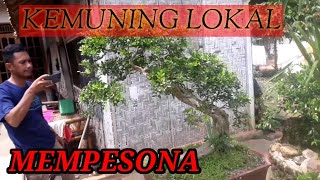 Detail Bonsai Kemuning Juara Nomer 12