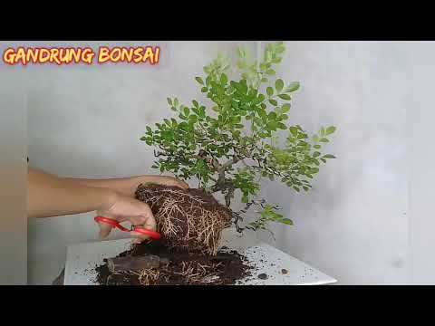 Detail Bonsai Kemuning Juara Nomer 15