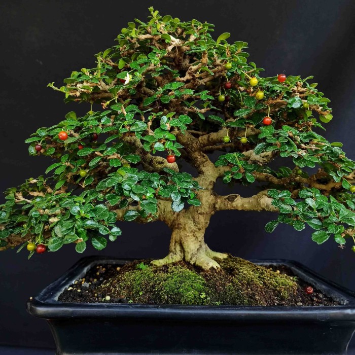 Detail Bonsai Kemuning Juara Nomer 25