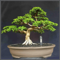 Detail Bonsai Kemuning Juara Nomer 26