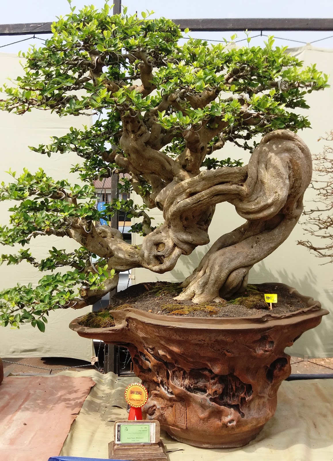 Detail Bonsai Kemuning Juara Nomer 28