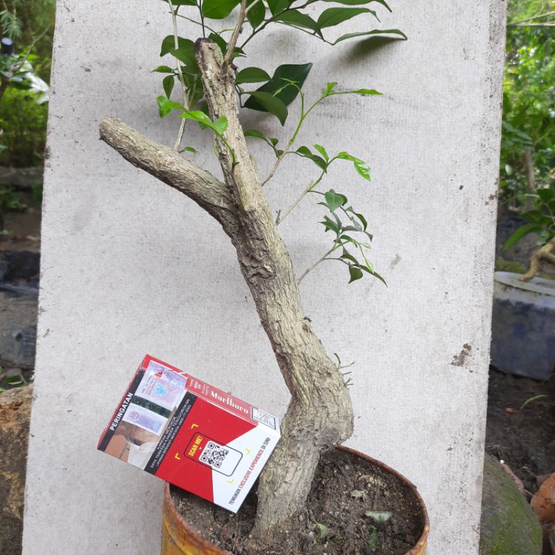 Detail Bonsai Kemuning Juara Nomer 35