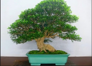 Detail Bonsai Kemuning Juara Nomer 5