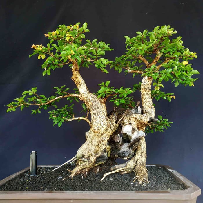 Detail Bonsai Kemuning Juara Nomer 36