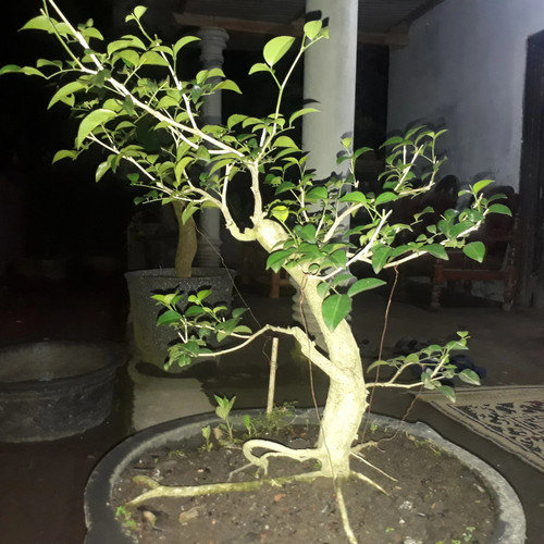 Detail Bonsai Kemuning Juara Nomer 6