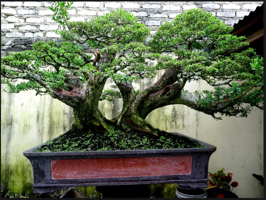 Detail Bonsai Kemuning Juara Nomer 49