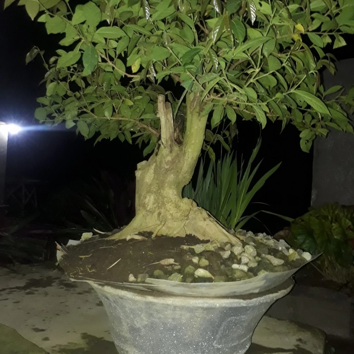 Detail Bonsai Kemuning Juara Nomer 51