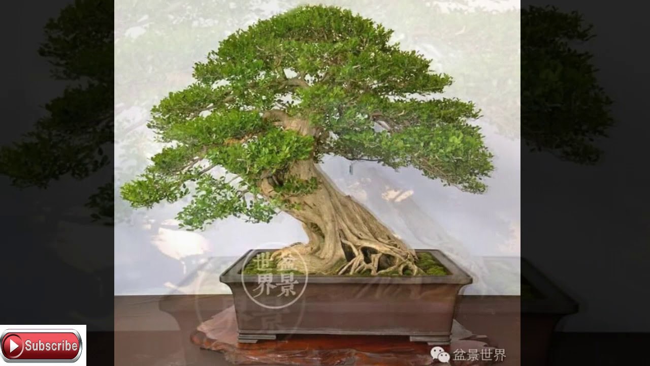 Detail Bonsai Kemuning Juara Nomer 7