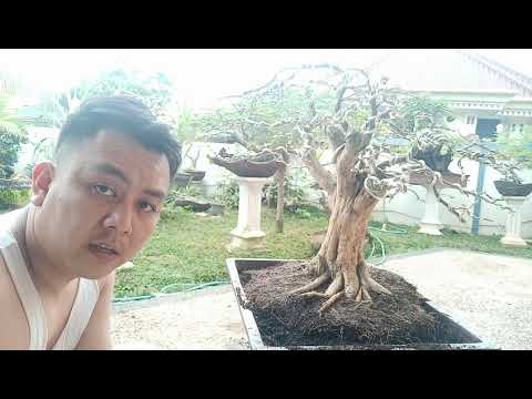 Detail Bonsai Kemuning Juara Nomer 8