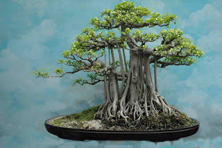 Detail Bonsai Kimeng Bakalan Nomer 44