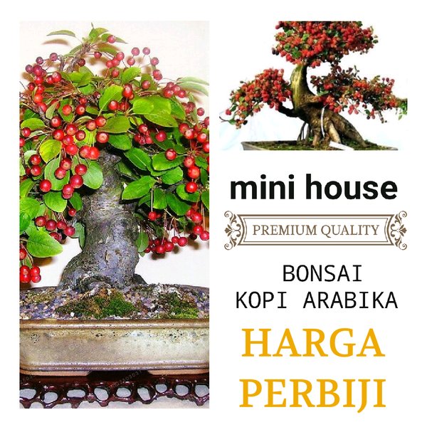 Detail Bonsai Kopi Arabika Nomer 2