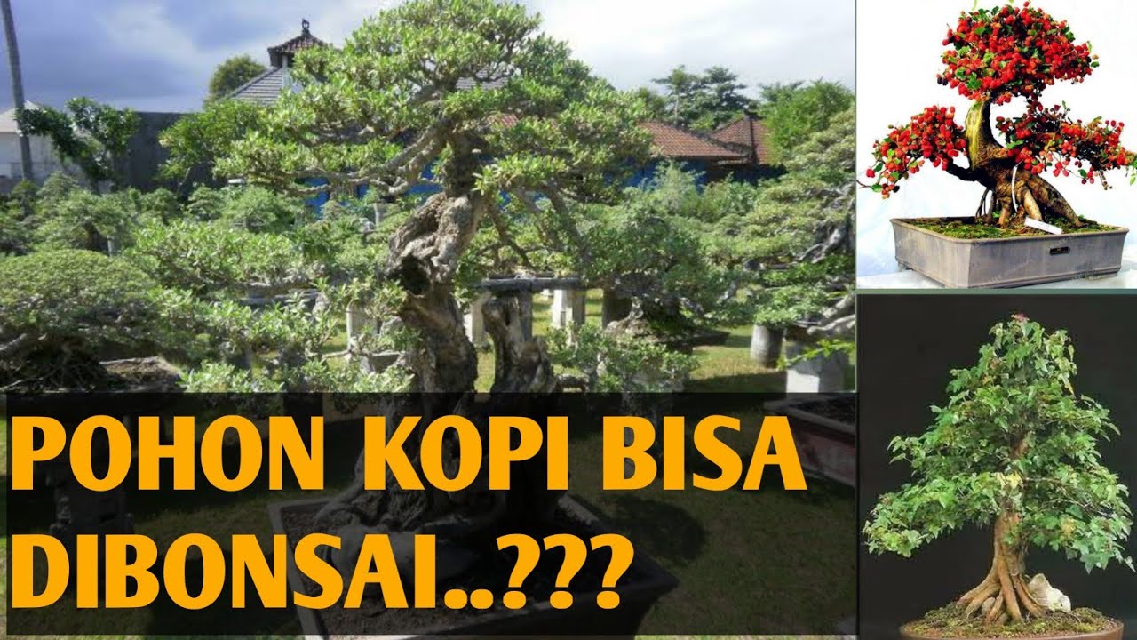 Detail Bonsai Kopi Arabika Nomer 24