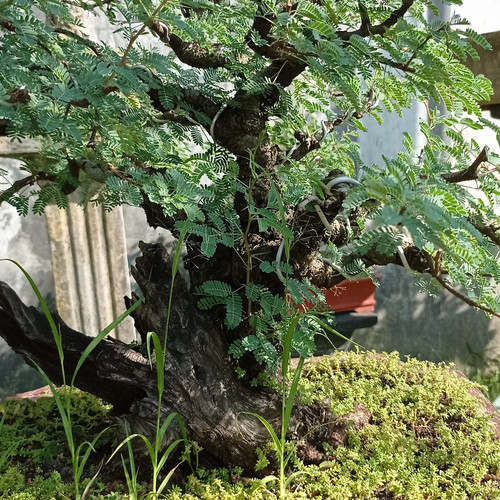 Detail Bonsai Kopi Arabika Nomer 43