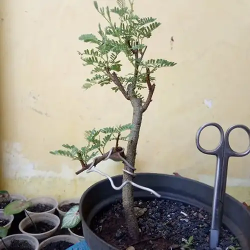 Detail Bonsai Kopi Arabika Nomer 54