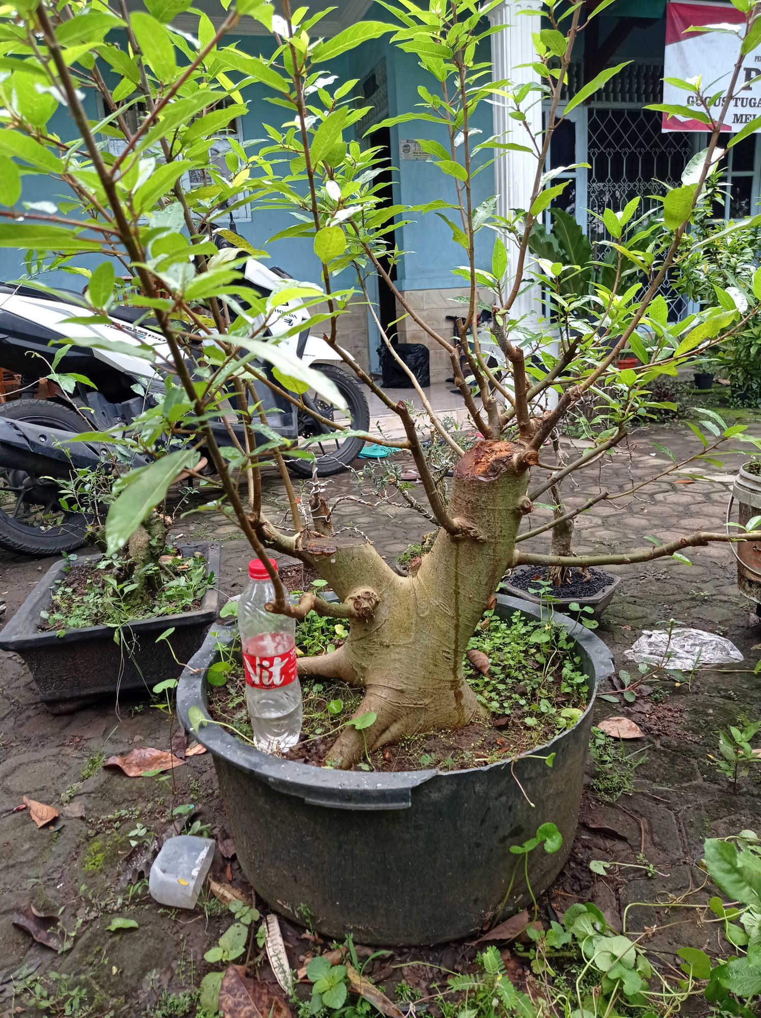 Detail Bonsai Loa Besar Nomer 2